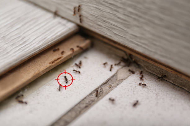 Best Pest Control for Restaurants  in Booker, TX
