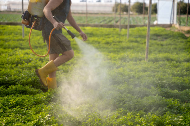 Best Wasp Removal Services  in Booker, TX