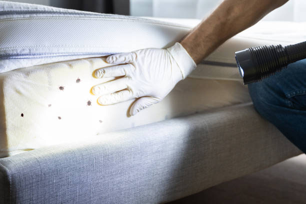 Best Termite Control Services  in Booker, TX